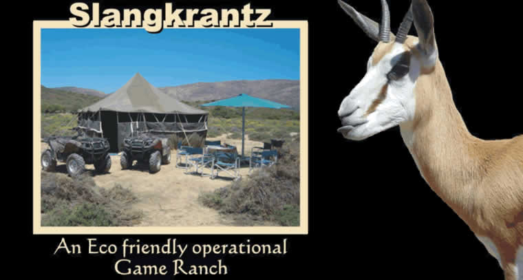 Slangkrantz